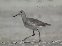 Willet [Tringa semipalmata]